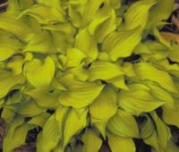 Bright yellow foliage with a fine green margin